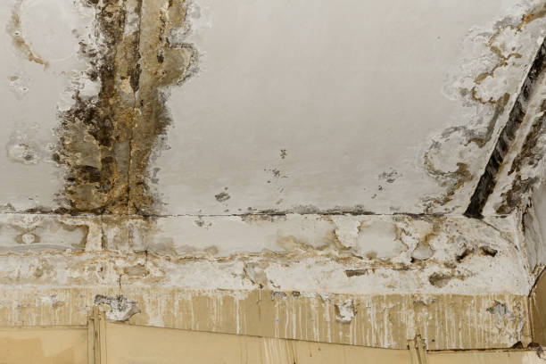 Best Industrial Mold Remediation  in Hilliard, OH