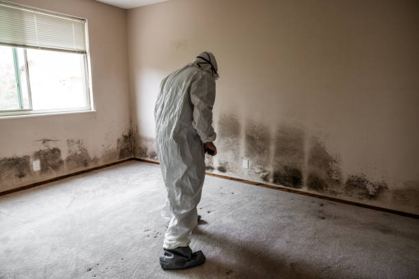 Best Emergency Mold Remediation  in Hilliard, OH